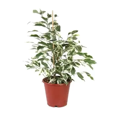 Ficus Benjamina ''Starlight'' - Treurvijg -  ± 90 cm - afbeelding 1