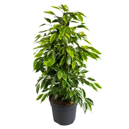 Ficus Benjamina - Treurvijg - ± 90 cm - afbeelding 1