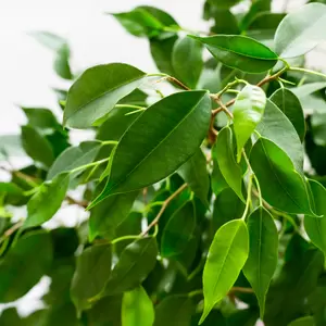 Ficus Benjamina - Treurvijg - ± 90 cm - afbeelding 2