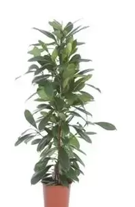 Ficus Cyathistipula - Groene vijg - ± 110 cm - afbeelding 1