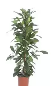 Ficus Cyathistipula - Groene vijg - ± 110 cm - afbeelding 3