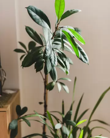 Ficus Cyathistipula - Groene vijg - ± 110 cm - afbeelding 2