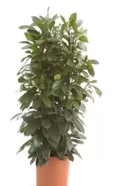 Ficus Cyathistipula - Groene vijg - ± 180 cm - afbeelding 1