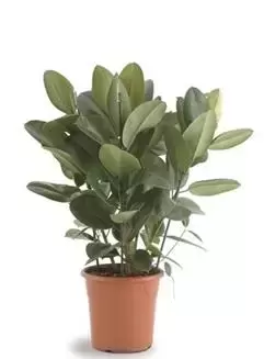 Ficus Elastica ''Robusta'' - Rubberplant - ± 120 cm - afbeelding 1