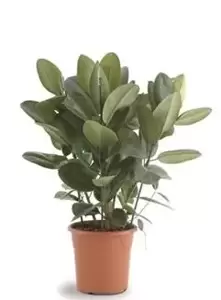 Ficus Elastica ''Robusta'' - Rubberplant - ± 90 cm - afbeelding 2