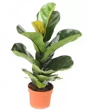 Ficus Lyrata ''Bambino'' - Tabaksplant - ± 80 cm - afbeelding 1