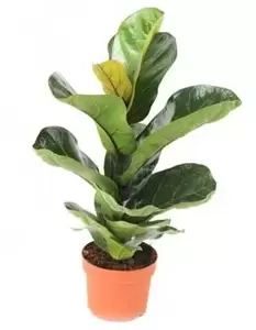 Ficus Lyrata ''Bambino'' - Tabaksplant - ± 80 cm - afbeelding 2