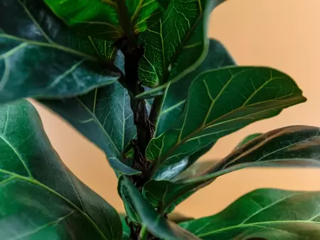 Ficus Lyrata ''Bambino'' - Tabaksplant - ± 80 cm - afbeelding 2