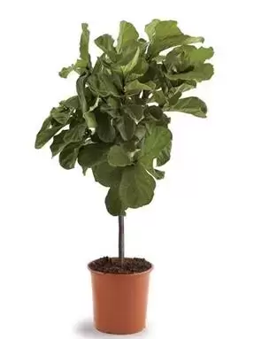 Ficus Lyrata - Tabaksplant - ± 120 cm - afbeelding 1
