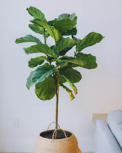 Ficus Lyrata - Tabaksplant - ± 120 cm - afbeelding 2