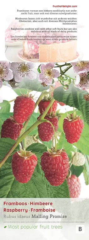 Framboos - Rubus ideaus Malling Promise - afbeelding 2