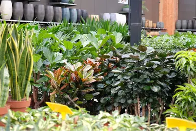 Groene kamerplanten