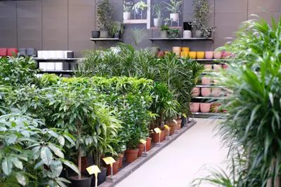 Grote kamerplanten