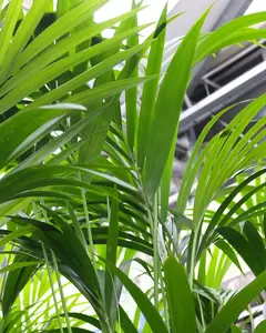 Howea Forsteriana - Kentia palm - ± 110 cm - afbeelding 2