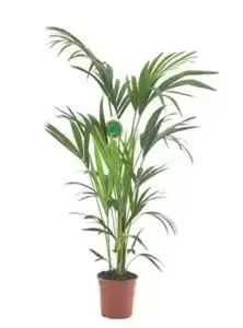 Howea Forsteriana - Kentia palm - ± 110 cm - afbeelding 1