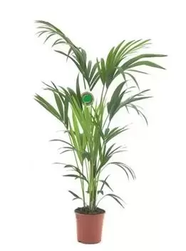 Howea Forsteriana - Kentia palm - ± 130 cm - afbeelding 1