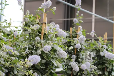 Klimplanten