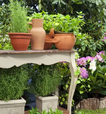 Mediterrane planten