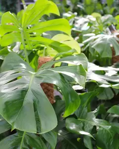 Monstera Deliciosa - Gatenplant - ± 110 cm - afbeelding 2