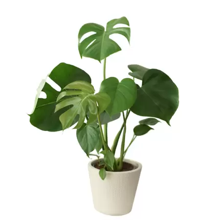 Monstera Deliciosa - Gatenplant - ± 110 cm - afbeelding 1