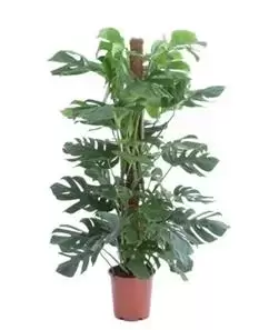 Monstera Deliciosa - Gatenplant - ± 130 cm - afbeelding 1