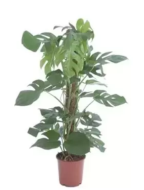 Monstera Deliciosa - Gatenplant - ± 75 cm - afbeelding 1