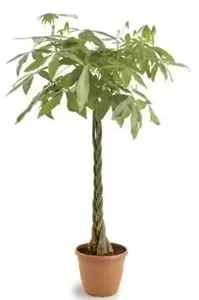 Pachira Aquatica - Geldboom - ± 150 cm - afbeelding 1