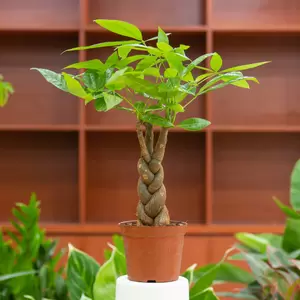 Pachira Aquatica - Geldboom - ± 150 cm - afbeelding 2