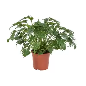 Philodendron Xanadu - ± 55 cm - afbeelding 1