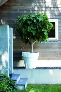 elho pure rond d50 cm anthracite