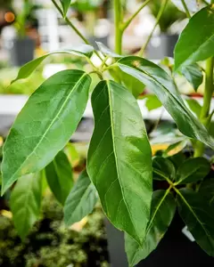 Schefflera Arboricola ''Amate'' - Vingerplant - ± 120 cm - afbeelding 2