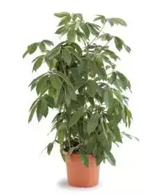 Schefflera Arboricola ''Amate'' - Vingerplant - ± 120 cm - afbeelding 1