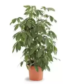 Schefflera Arboricola ''Amate'' - Vingerplant - ± 190 cm - afbeelding 2