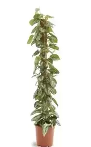 Scindapsus - Liaanplant - ± 140 cm - afbeelding 1