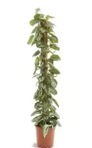 Scindapsus - Liaanplant - ± 140 cm - afbeelding 2