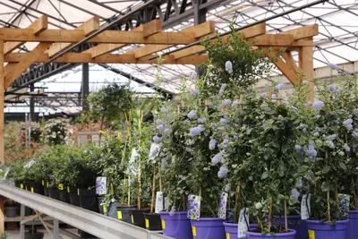 Tuinplanten