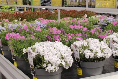 Vaste planten