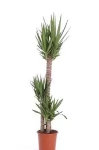 Yucca Elephantipes - Palmlelie - ± 100 cm - afbeelding 1