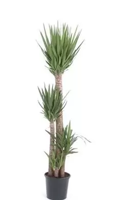 Yucca Elephantipes - Palmlelie - ± 210 cm - afbeelding 2