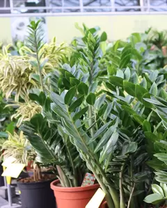 Zamioculcas Zamiifolia - Duinplant - ± 100 cm - afbeelding 2