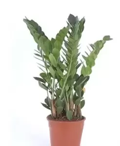 Zamioculcas Zamiifolia - Duinplant - ± 100 cm - afbeelding 1